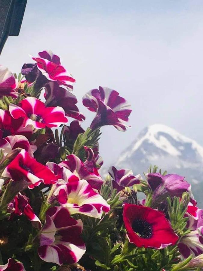 Guest House Elguja Qushashvili Kazbegi Exteriör bild
